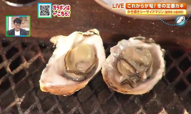 これからが旬！プリプリ小長井カキ