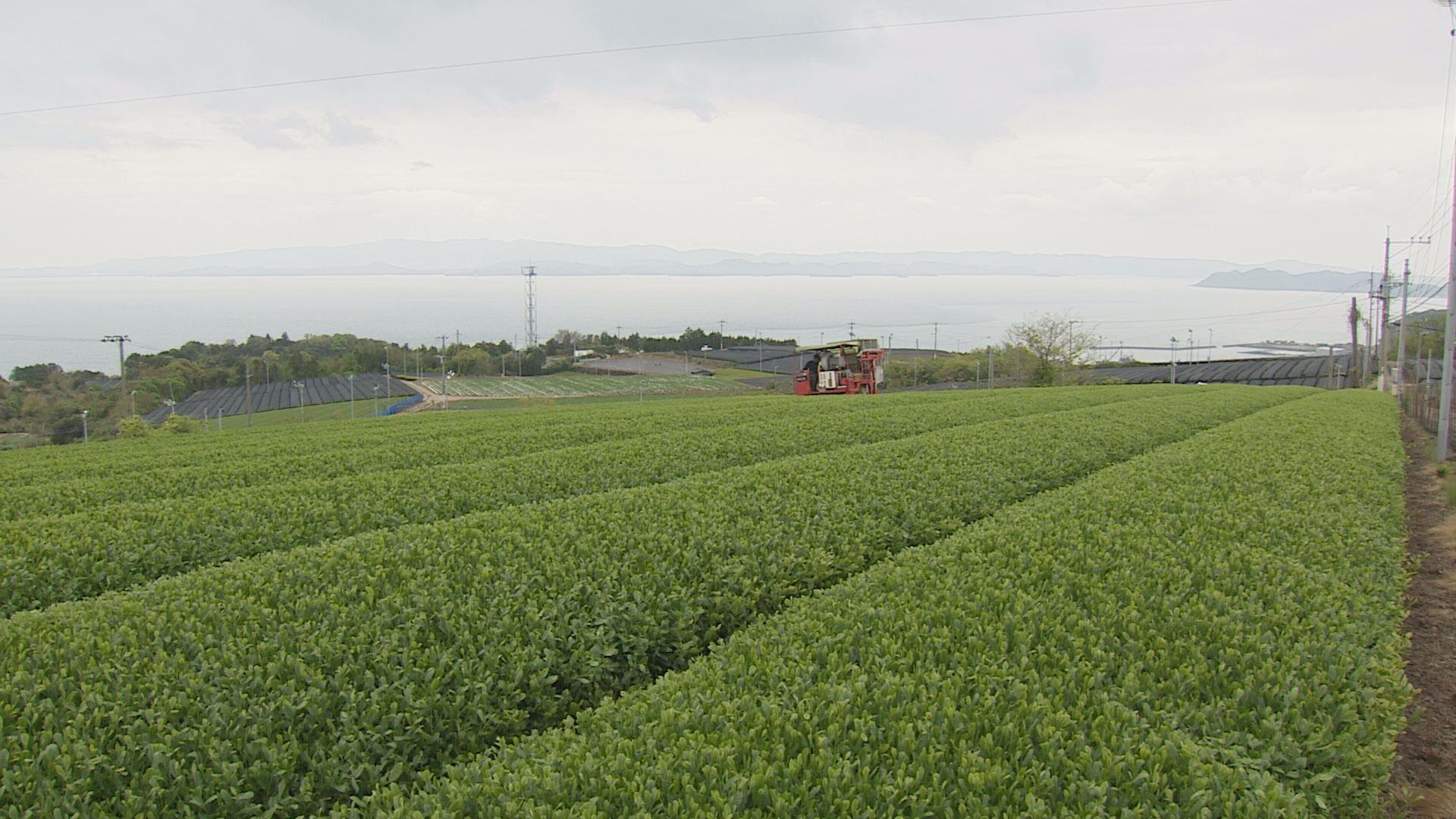 新茶の季節到来！東彼杵町で「一番茶」の茶摘み始まる