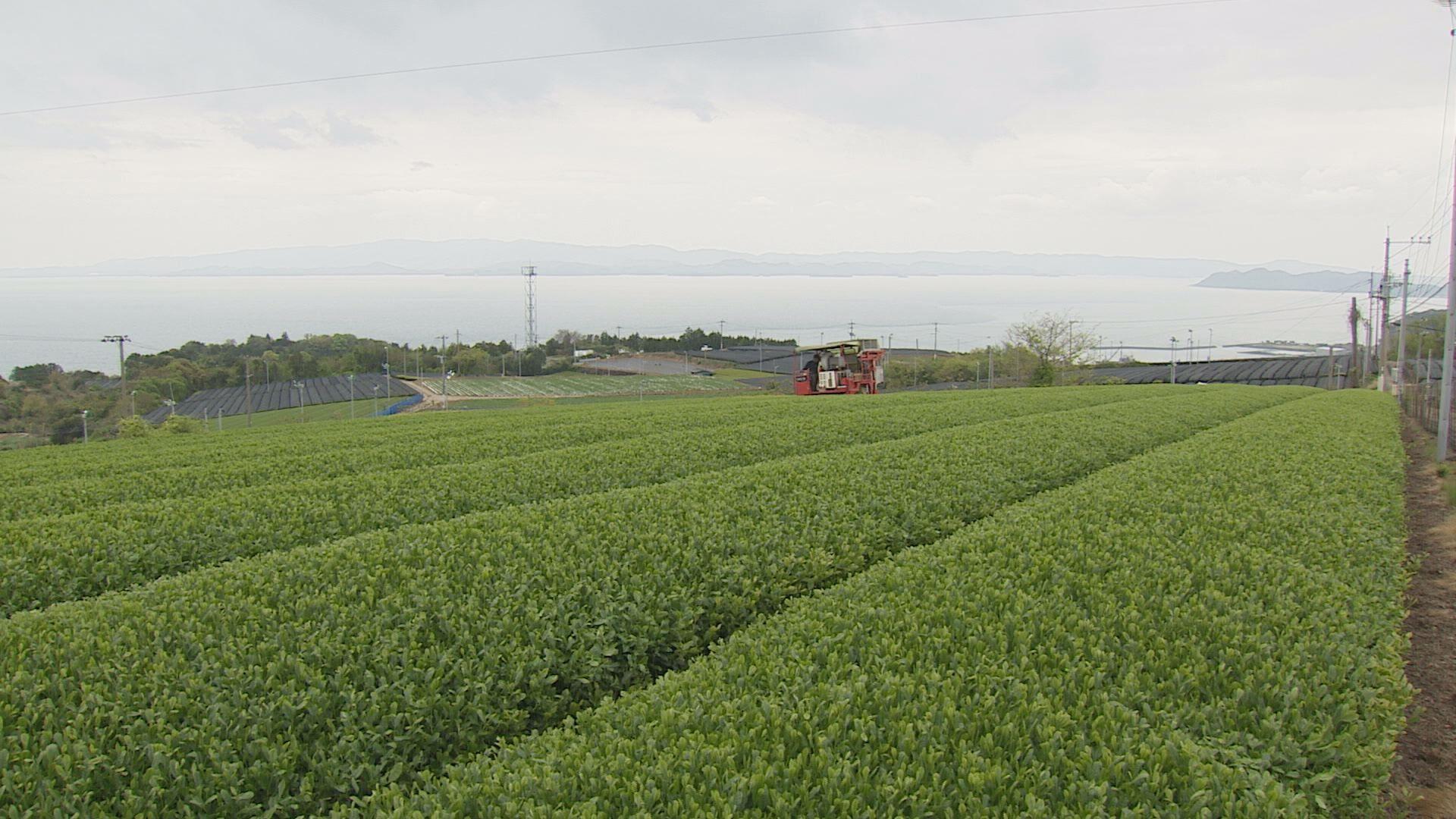 新茶の季節到来！東彼杵町で「一番茶」の茶摘み始まる