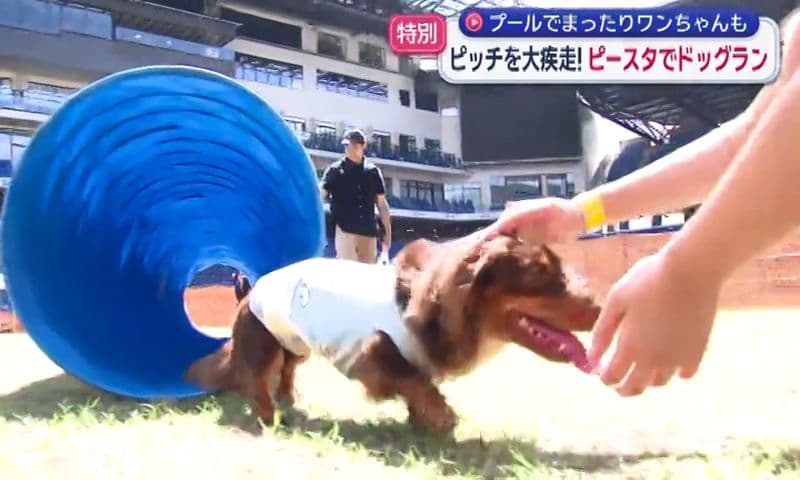 ピッチをワンちゃんが走り回る！初開催「ピースタドッグラン」