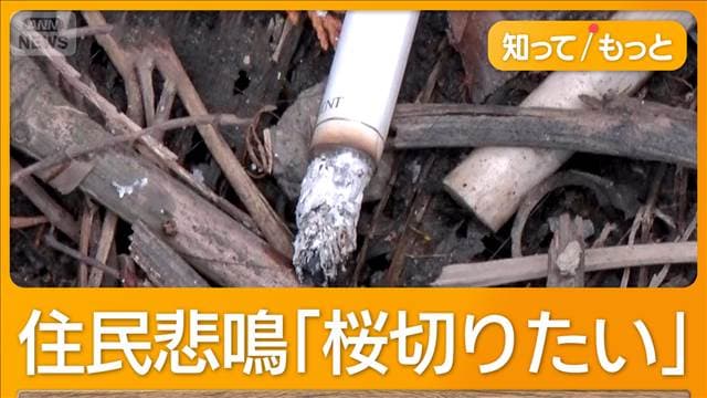 桜と富士山の絶景に外国人観光客殺到 私有地にジャンボタクシー 注意してもまた