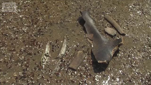 ドナウ川の川底からマンモスの化石 猛暑で水位低下し地表に… 数千年前に息絶えたか
