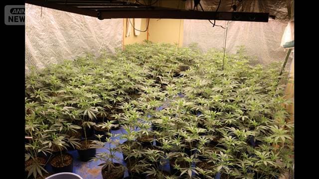 営利目的で大麻草を栽培か 群馬県警がベトナム国籍の容疑者を逮捕