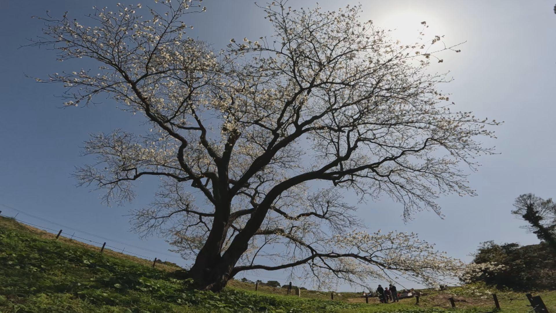 樹齢約１５０年　平戸の「慈眼桜」が見頃　ライトアップ７日（日）まで