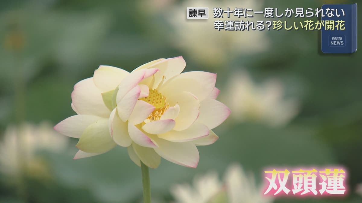 ハス1