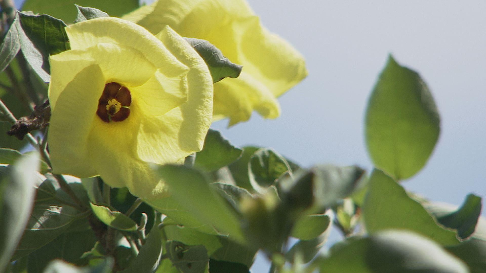 県や佐世保市の準絶滅危惧種に指定　九十九島のハイビスカス「ハマボウ」開花