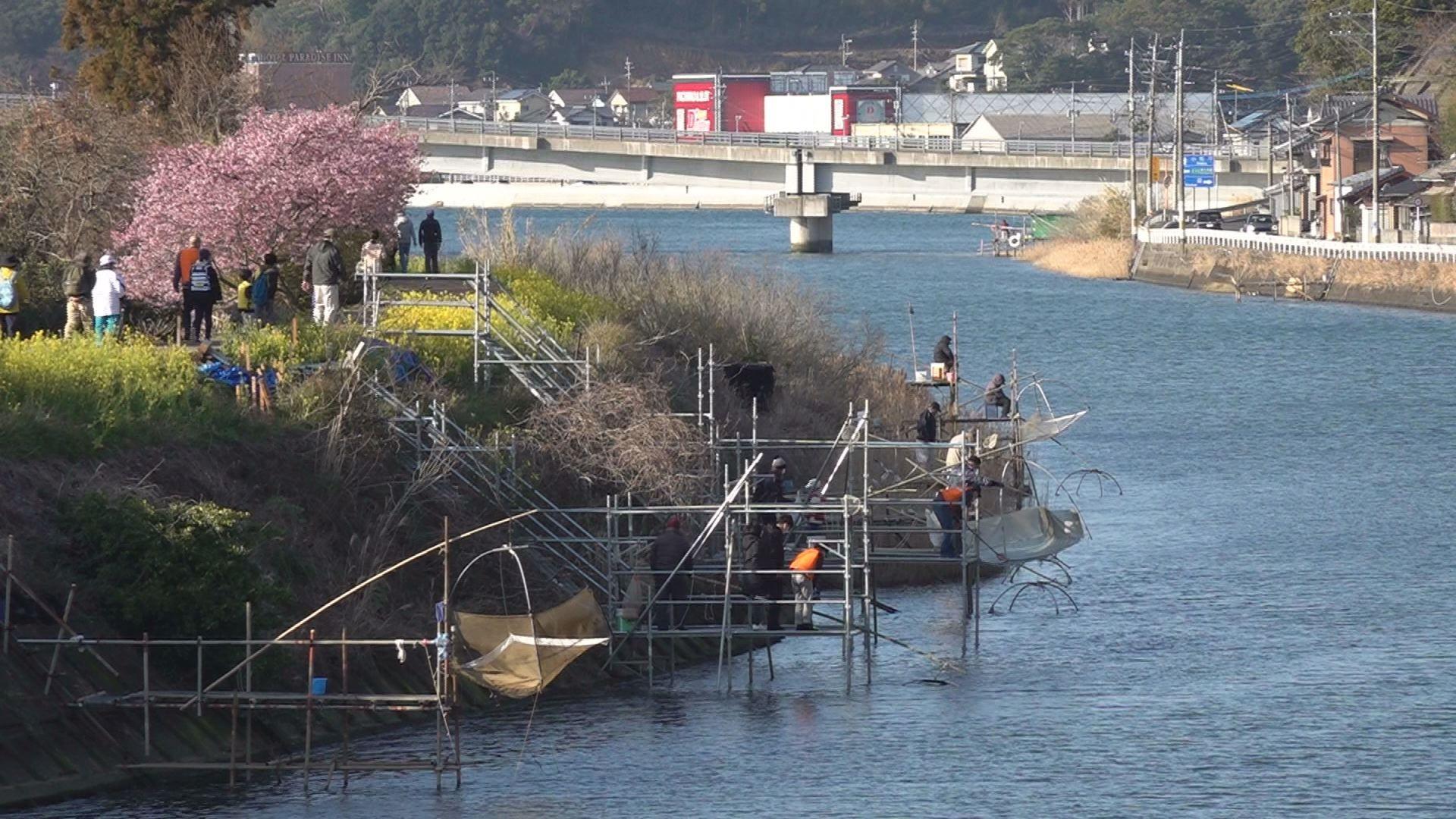 春の訪れ　佐々川のシロウオ漁　踊り食いが人気
