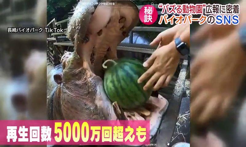 日本一“バズる動物園”長崎バイオパーク 広報に密着！