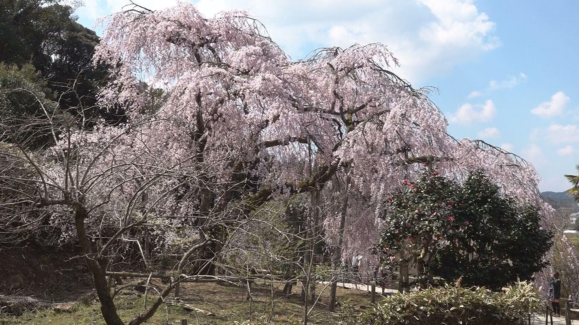 見事な枝ぶり！樹齢１００年超える枝垂れ桜が見頃　波佐見町