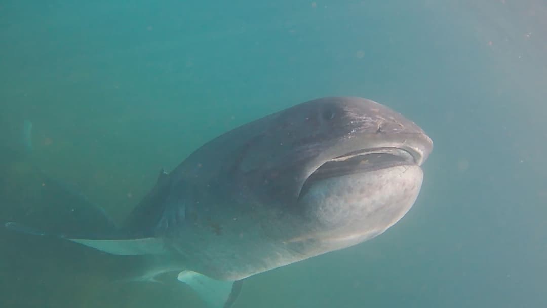 対馬に現れた幻のサメ「メガマウスザメ」長崎大学で研究 判明した事実とは? | 長崎ニュース | NCC長崎文化放送